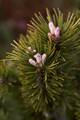 Pinus mugo var rotundata Jelenova IMG_8197 Sosna kosodrzewina